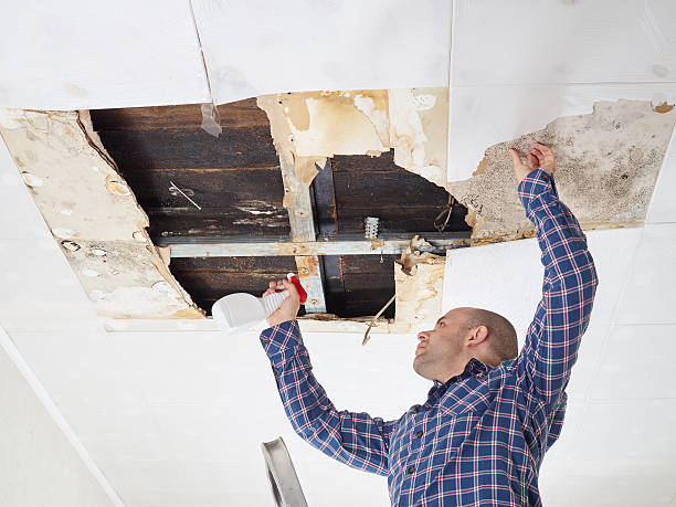 Why You Should Choose Our Mold Remediation Services in Winter Springs, FL